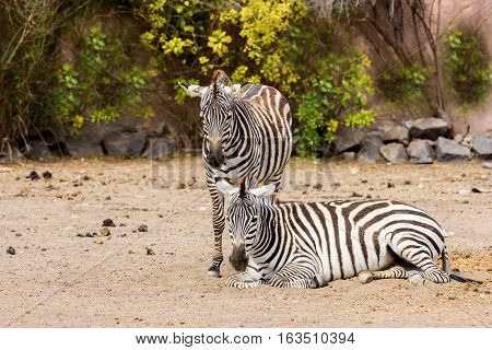 The plains zebra is the most common, and has or had about six subspecies distributed across much of southern and eastern Africa. Each animal stripes are unique as fingerprints, none are exactly alike