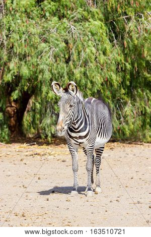 The plains zebra is the most common, and has or had about six subspecies distributed across much of southern and eastern Africa. Each animal stripes are unique as fingerprints, none are exactly alike
