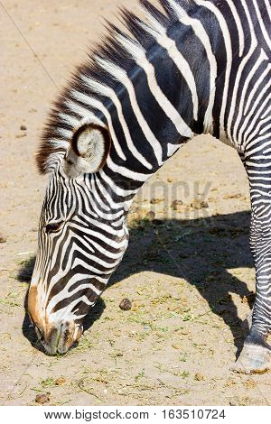 The plains zebra is the most common, and has or had about six subspecies distributed across much of southern and eastern Africa. Each animal stripes are unique as fingerprints, none are exactly alike