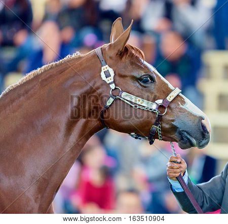 The Azteca is a horse breed from Mexico.  They are well-muscled horses that may be of any solid color, and the American Azteca may also have pinto coloration.