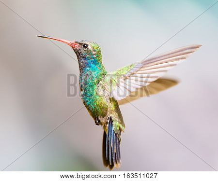 Broad Billed Hummingbird. Using different backgrounds the bird becomes more interesting and blends with the colors. These birds are native to Mexico and brighten up most gardens where flowers bloom.