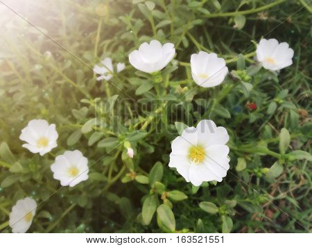 White Mosss-rose, Purslane Or Sun Plant Flower