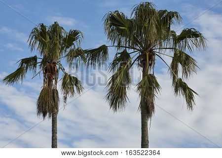 two palm trees set against the clouds of a warm summer day