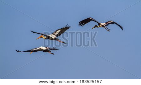 Painted stork in Arugam bay lagoon, Sri Lanka ;specie Mycteria leucocephala family of Ciconiidae