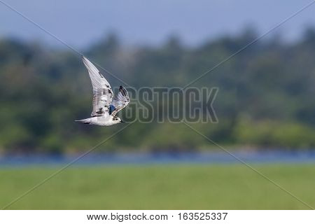 Marsh tern in Arugam bay lagoon, Sri Lanka ; specie Chlidonias hybrida family of Laridae
