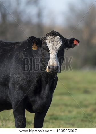 A Black Angus beef cow in a field