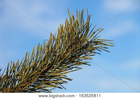 Pine tree branch against blue sky close-up