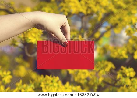 Hand give money in red envelopes - ang pow or red packet to someone for Chinese New Year / Tet Holiday on nature yellow flowers background - Hoa Mai tree (Ochna Integerrima)