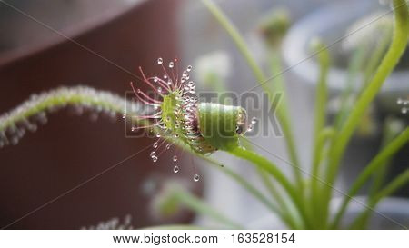 Macro photo of a leaf of Drosera capensis with dew