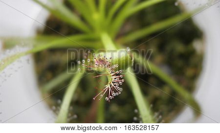 Macro photo of a leaf of Drosera capensis with dew