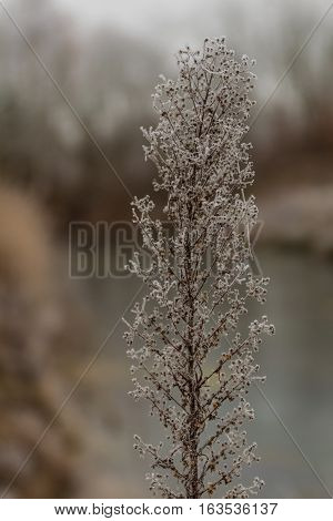 Winter natural ice scene. Frozen plant with blurry background