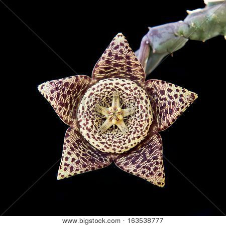 Fresh blooming Orbea variegata or carrion flower succulent plant isolated on a black background