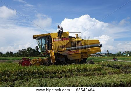 Worker Uses Machine To Harvest Rice On Paddy Field
