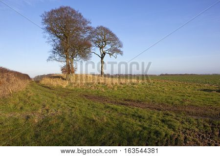 Burial Mound In Winter