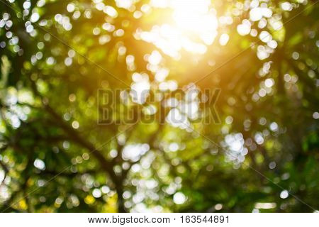 Abstract nature blur background blurred tree and bokeh tree.