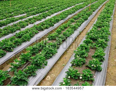 Agriculture Farm Of Strawberry Field