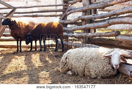 Flock of sheep of different suits in a pen for livestock preparing to go out to pasture. Breeding animals on the farm.