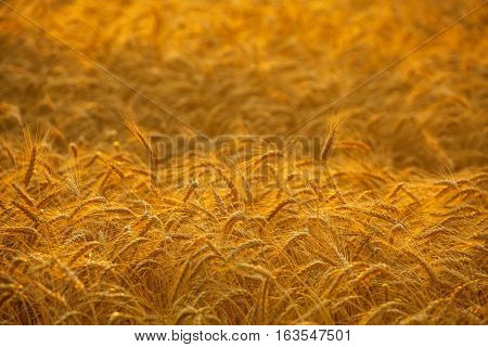 Big ripe gold-brown field yellow wheat at sunset. Grain harvest in the summer.