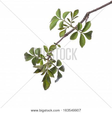 Early spring flowering green tree branch isolated on white. Early spring concept