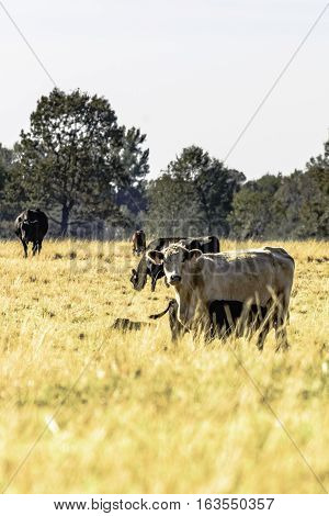 Commercial crossbred cows in a drought-stricken pasture - vertical format