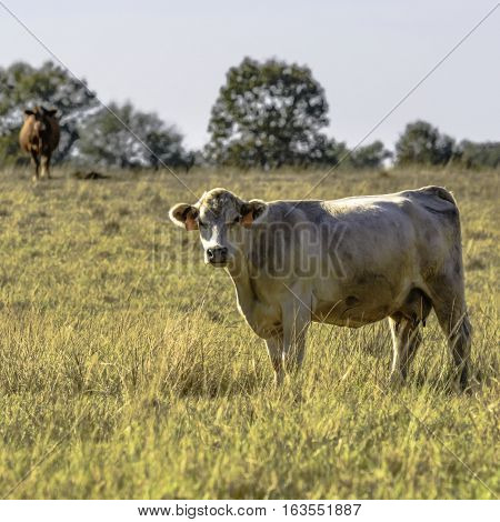 White commercial cow with orange ear tags in dormant pasture
