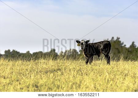 Black Angus crossbred calf standing in a field of tall grass with blank area to the left