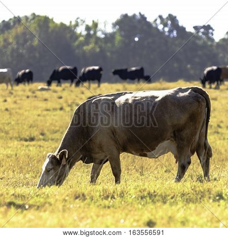 Blond cow grazing brown grass with herd in background
