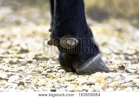 Close up of the dewclaw and hoof of an Angus cow