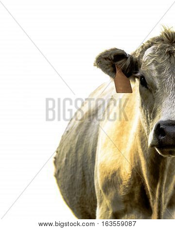 Right half of a white beef cow looking at the camera - isolated