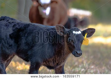 Black Angus crossbred calf with out-of-focus cow in the background
