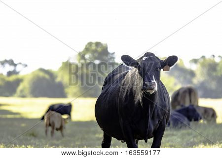 Black Angus crossbred cow from knees up with other cows out of focus in the background