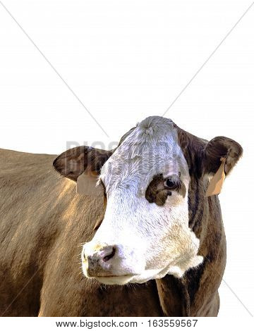 Red baldy beef cow three-quarter view - isolated