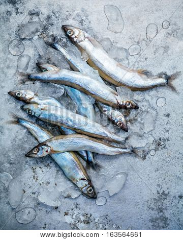 Fresh Catch Shishamo Fish Fully Eggs Flat Lay On Shabby Metal Background. Shishamo Fish Is Popular F