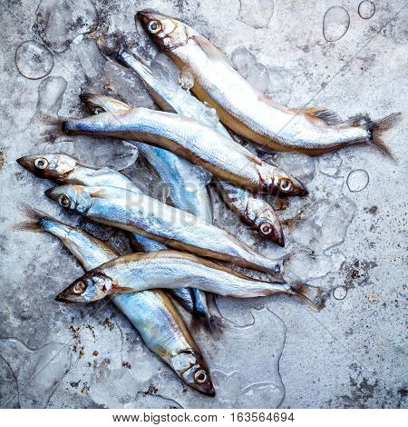 Fresh Catch Shishamo Fish Fully Eggs Flat Lay On Shabby Metal Background. Shishamo Fish Is Popular F