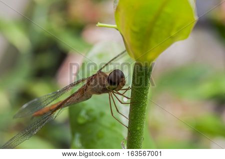 Closeup of the dragonfly perch on the green bough background natural