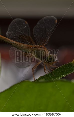 Closeup of the dragonfly perch on the green bough background natural