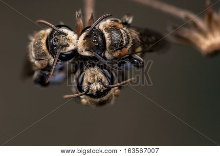 Macro Close Up bee. bee is resting background night