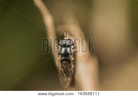 A Hoverfly on a tree limb is resting