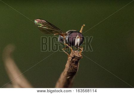 A Hoverfly on a tree branch ready to fly