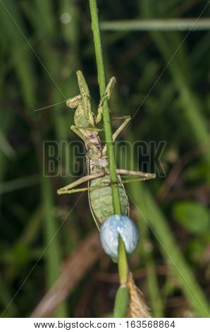 praying mantis, mantises are pro eggs on a tree branch background natural