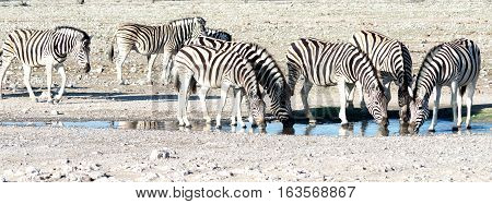 Zebras
