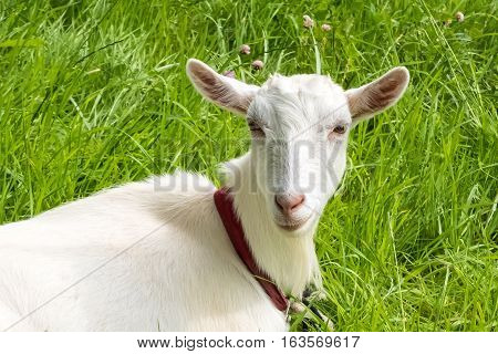 White goat on a background of green grass. Rural pet grazing in a meadow. Farm ranch for breeding goats.