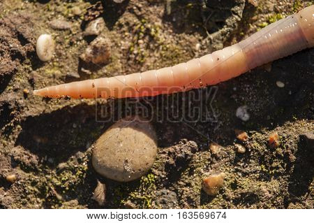 Earthworm lombricus terrestris also know as lob worm nightcrawler and dew worm