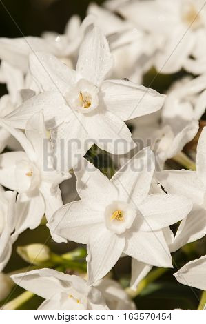Narcissus tazetta paperwhite bunch-flowered Daffodil Chinese sacred lily cream joss flower polyanthus perennial ornamental plant.