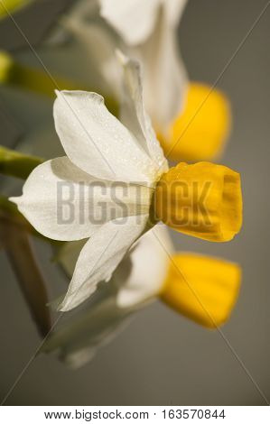 Narcissus tazetta paperwhite bunch-flowered Daffodil Chinese sacred lily cream joss flower polyanthus perennial ornamental plant.