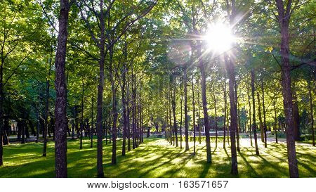 Mysterious forest with the sun in the trees. The slender green trunks of nature. Sun foliage of the Park vegetation.
