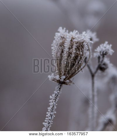 Winter natural ice scene. Frozen plant with blurry background