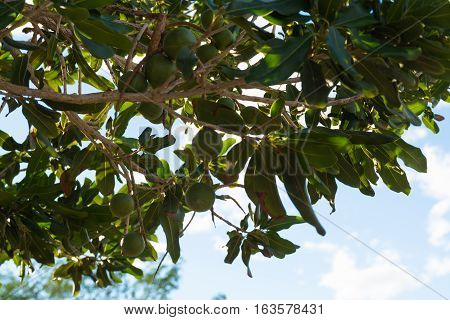 Macadamia nuts on the evergreen tree macadamia plantation - expensive fat nuts