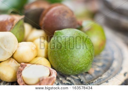 Macadamia nuts fresh in shell harvest close up