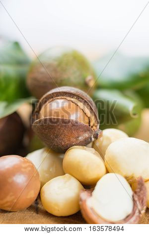Macadamia nuts is shell fresh harvest close up
